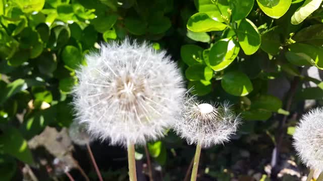 白色的粉扑花和绿叶在春天的新鲜空气中移动视频素材