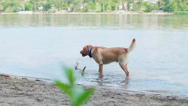 金色的拉布拉多犬在多瑙河中叼着大棍子。视频素材