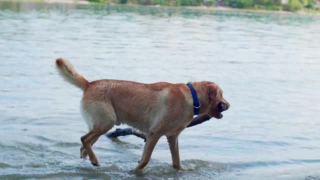 金色的拉布拉多犬在多瑙河中叼着大棍子。视频素材