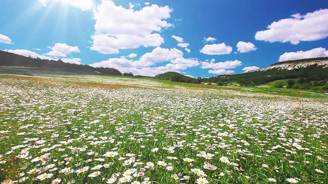 夏天的风景。有洋甘菊花的山谷。视频素材