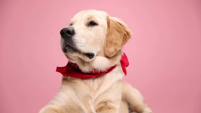 昏昏欲睡的金毛猎犬幼崽戴着红色的头巾，躺下，抬头，低头，在粉红色的背景下睡觉视频素材