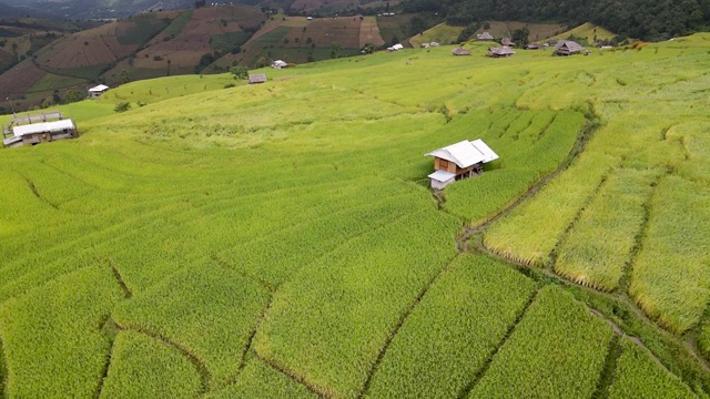 鸟瞰稻田自然为栽培，稻田梯田在山上视频素材