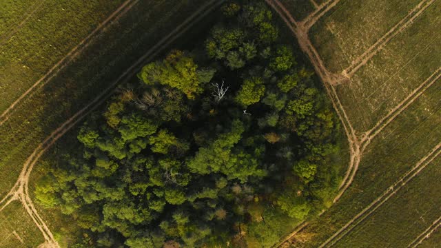 秋天绿色的田野和树木视频素材