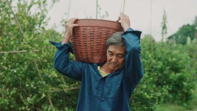 一个亚洲农民正带着一箱蔬菜在田里视频素材