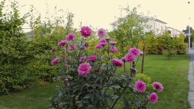 美丽的粉红色大丽花孤立在绿色背景。美丽的自然背景。视频素材