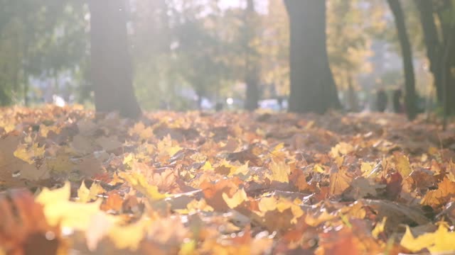 自然在秋天。枫叶的落叶。秋天在森林或公园里散步。黄色落叶的背景。地面覆盖着橙色的叶子。秋天的调色板。缓慢的运动。近距离视频素材