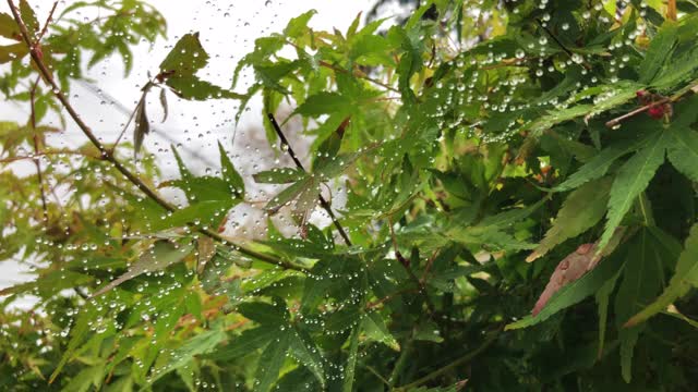 蜘蛛网上有雨滴视频素材