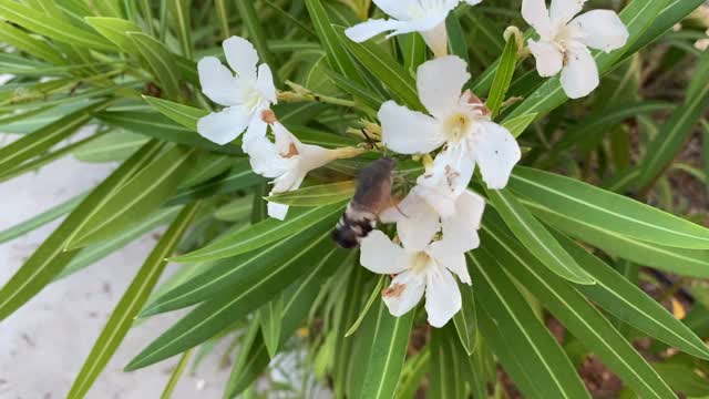 蜂鸟鹰蛾视频素材