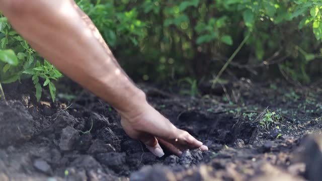 人们以爱护和拯救世界的理念，在土壤上种植幼树视频素材