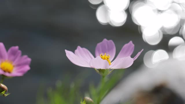 粉红色的宇宙花视频素材