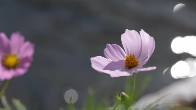 粉红色的宇宙花视频素材