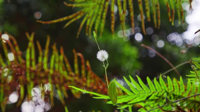 花蕾视频下载