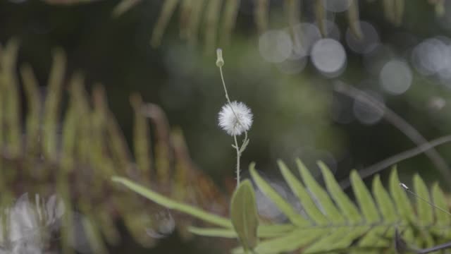 花蕾视频下载