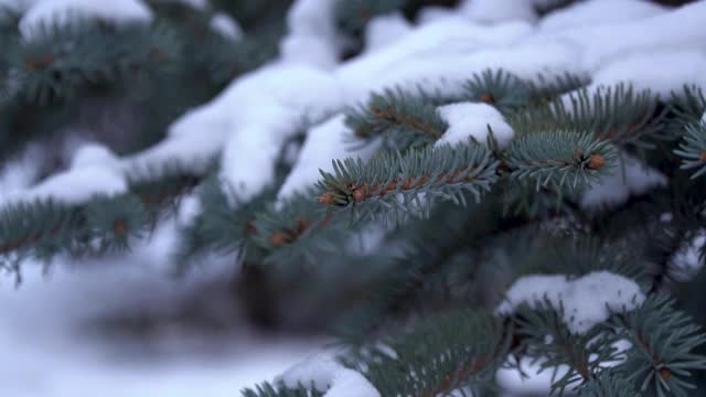 圣诞树，美丽的树枝。香云杉常绿针叶树。雪从树枝上平稳地飘落下来。森林里有蓝色的云杉，云杉树枝上有蓬松的雪。慢动作视频素材