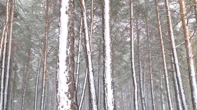 冬天的森林里有暴风雪。摄像机从下往上移动视频下载