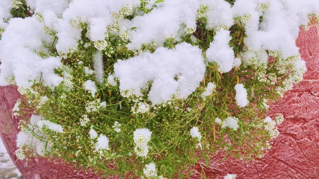 花坛里的花在冬天的雪下视频下载