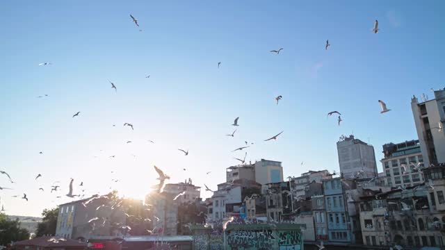 一群鸟围着港口旋转。土耳其旅游城市。日落在伊斯坦布尔。伊斯坦布尔的旧年。博斯普鲁斯海峡，成群的海鸥在上面盘旋。视频素材