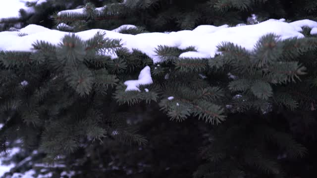 香云杉常绿针叶树。雪从树枝上平稳地飘落下来。森林里有蓝色的云杉，云杉树枝上有蓬松的雪。视频素材