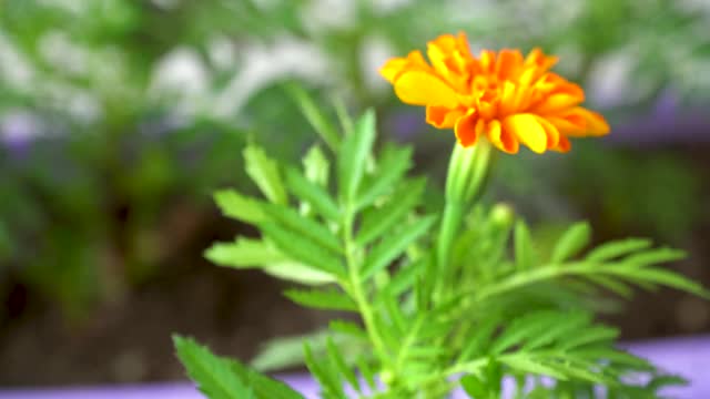 苗木季节性销售。花在花盆里发芽。万寿菊用于装饰花卉栽培视频素材