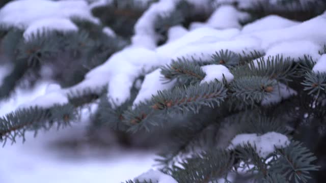 香云杉常绿针叶树。雪从树枝上平稳地飘落下来。森林里有蓝色的云杉，云杉树枝上有蓬松的雪。视频素材