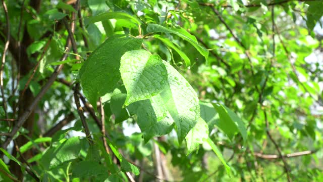 夏日里樱桃叶上的晨露视频素材