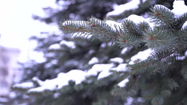 香云杉常绿针叶树。雪从树枝上平稳地飘落下来。森林里有蓝色的云杉，云杉树枝上有蓬松的雪。视频素材