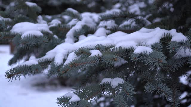 香云杉常绿针叶树。雪从树枝上平稳地飘落下来。森林里有蓝色的云杉，云杉树枝上有蓬松的雪。视频素材