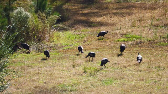 美国北卡罗来纳州，一群正在田野里觅食的野火鸡视频素材