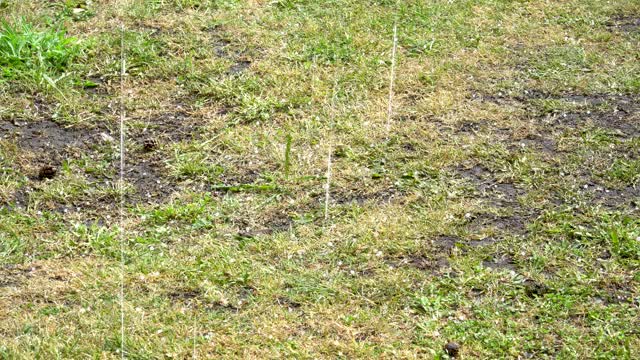 在夏天的一天，雨和冰雹降落在地上视频素材