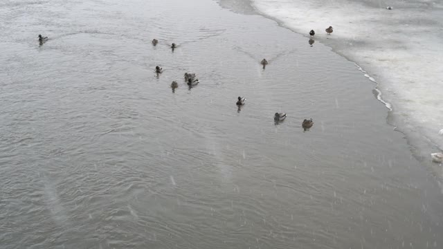 在一个阴沉的冬日里，城市公园里的河上正下着雪，鸭子们在那里游泳。坏天气。冬天的城市景观。从上往下看。4 k。视频素材