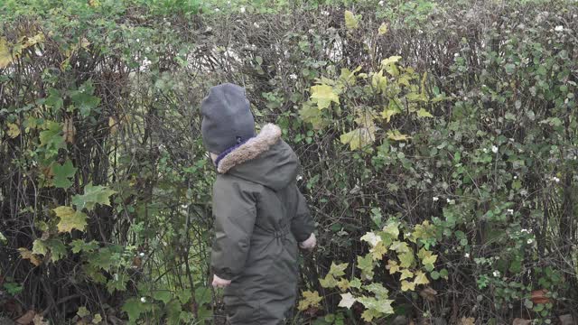 一个男孩在一丛白色的雪莓上采摘浆果视频素材