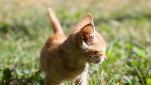 可爱的姜小猫舔它的嘴唇从它的脸上新鲜的牛奶。猫坐在草地上，环顾四周视频素材