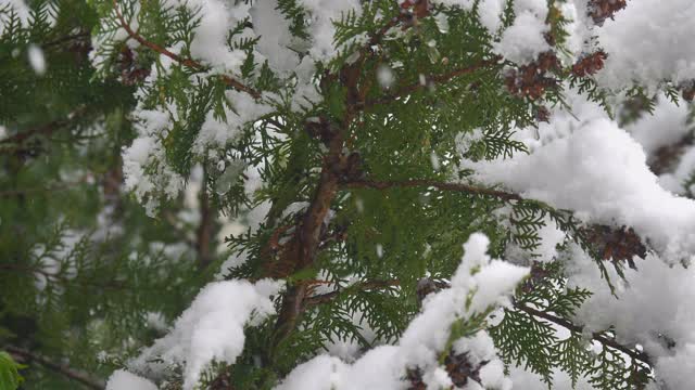 松树雪花落4k视频素材