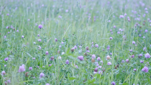 田野里的粉红色三叶草。视频素材