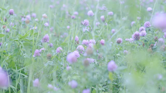 田野里的粉红色三叶草。视频素材