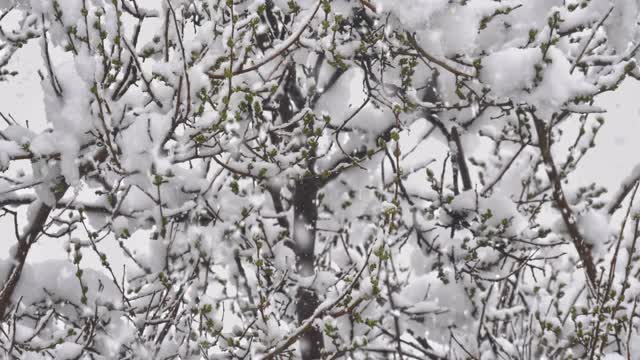 雪花落枝头树4k视频素材