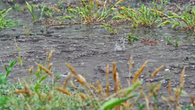 雨在草甸宏4k视频素材