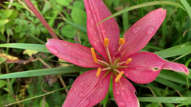 粉红色的百合花带着雨点在花园里合上花瓣，美丽的夏季盛开的花朵视频素材