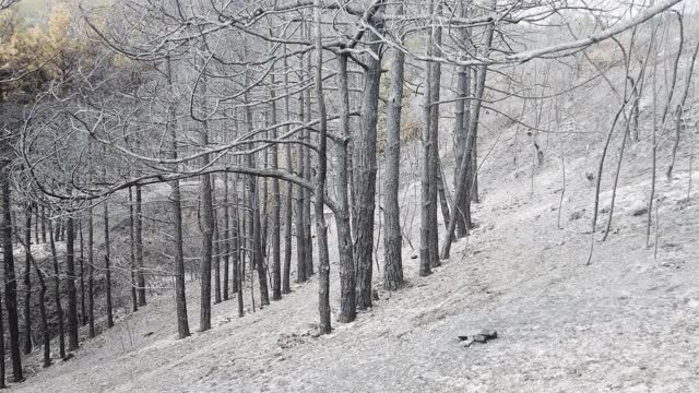 火烧区森林的树木经过毁灭性的火灾、自然灾害后呈灰状视频素材