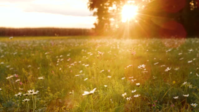 日落时分满是野花的DS草地视频素材