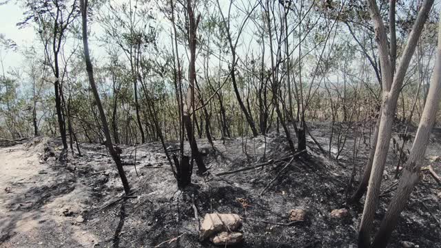 亚马逊热带雨林的树木因非法砍伐而起火并冒烟，开辟地区用于农业。森林砍伐、环境破坏、气候变化和全球预警的概念视频素材