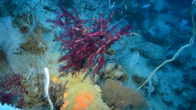 红色的息肉Octocoral。视频素材