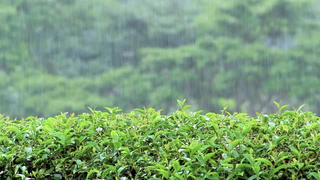 在泰国北部的一座山上，在一个雨天观赏新鲜的绿茶种植园。视频素材