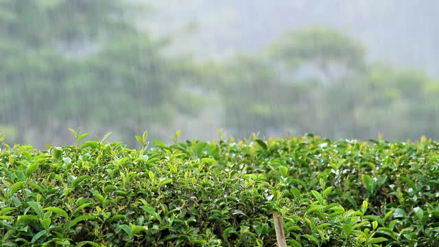 在泰国北部的一座山上，在一个雨天观赏新鲜的绿茶种植园。视频素材