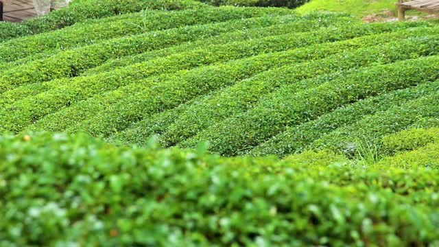 泰国北部一座山上的新鲜绿茶种植园。视频素材