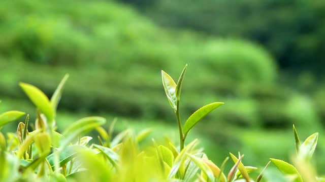 近距离观察在有机茶园中随时准备收获的绿茶嫩芽。视频素材