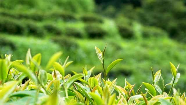 近距离观察在有机茶园中随时准备收获的绿茶嫩芽。视频素材