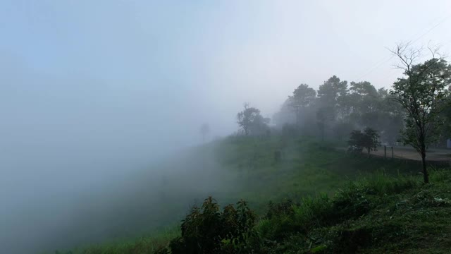 景观绿化雨林在雾天视频素材