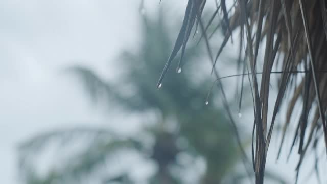 雨滴落在枯萎的棕榈树叶子上。慢动作视频素材