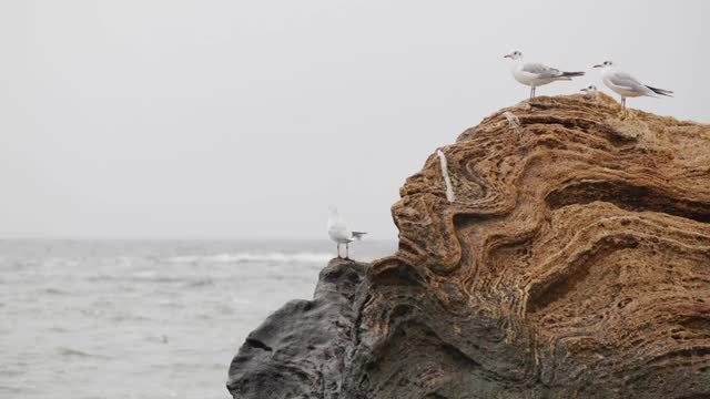 黑海海滩上的海鸥。视频素材